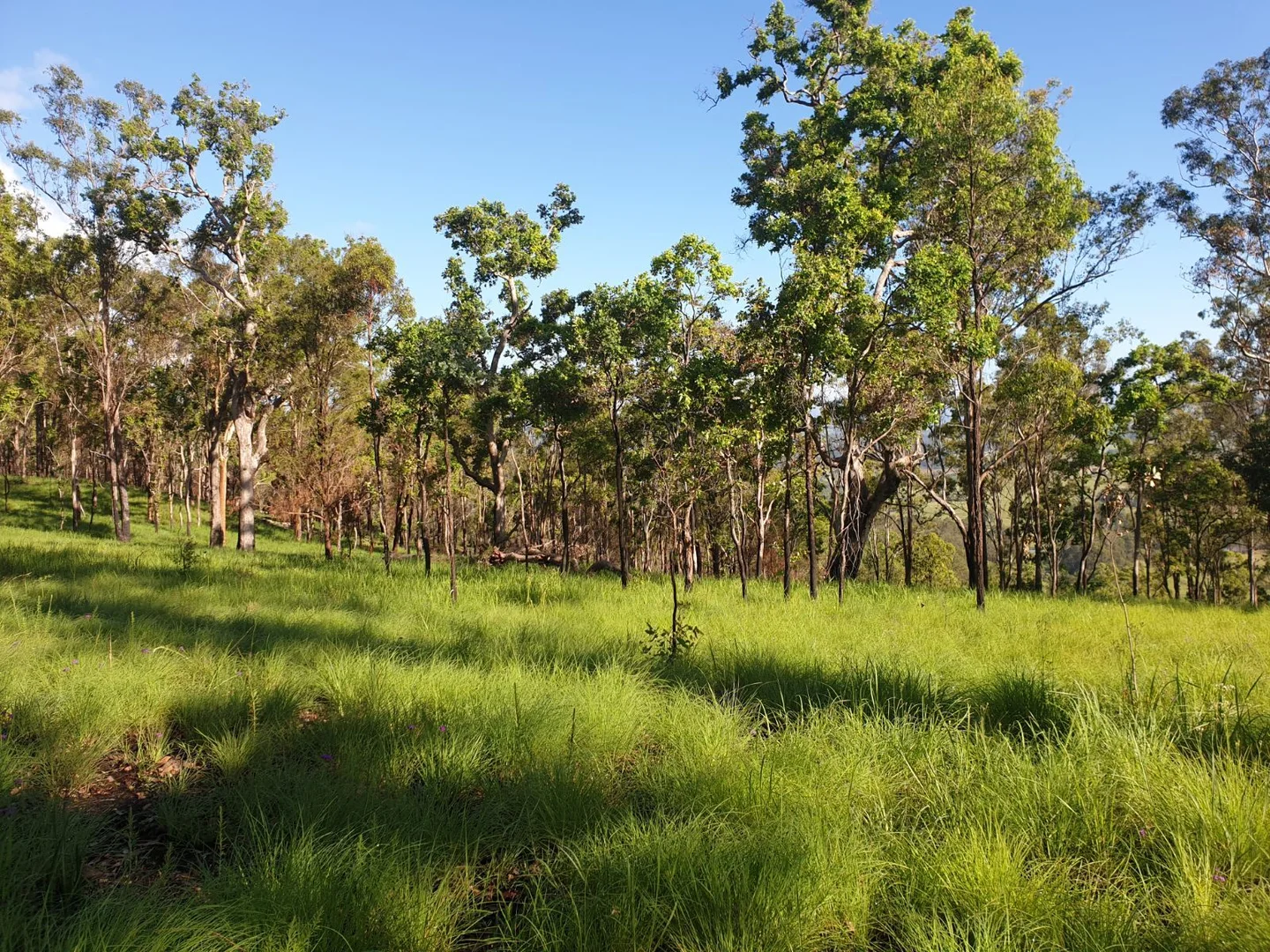 Additional image 12 of 524 Plains Station Road, Tabulam NSW 2469