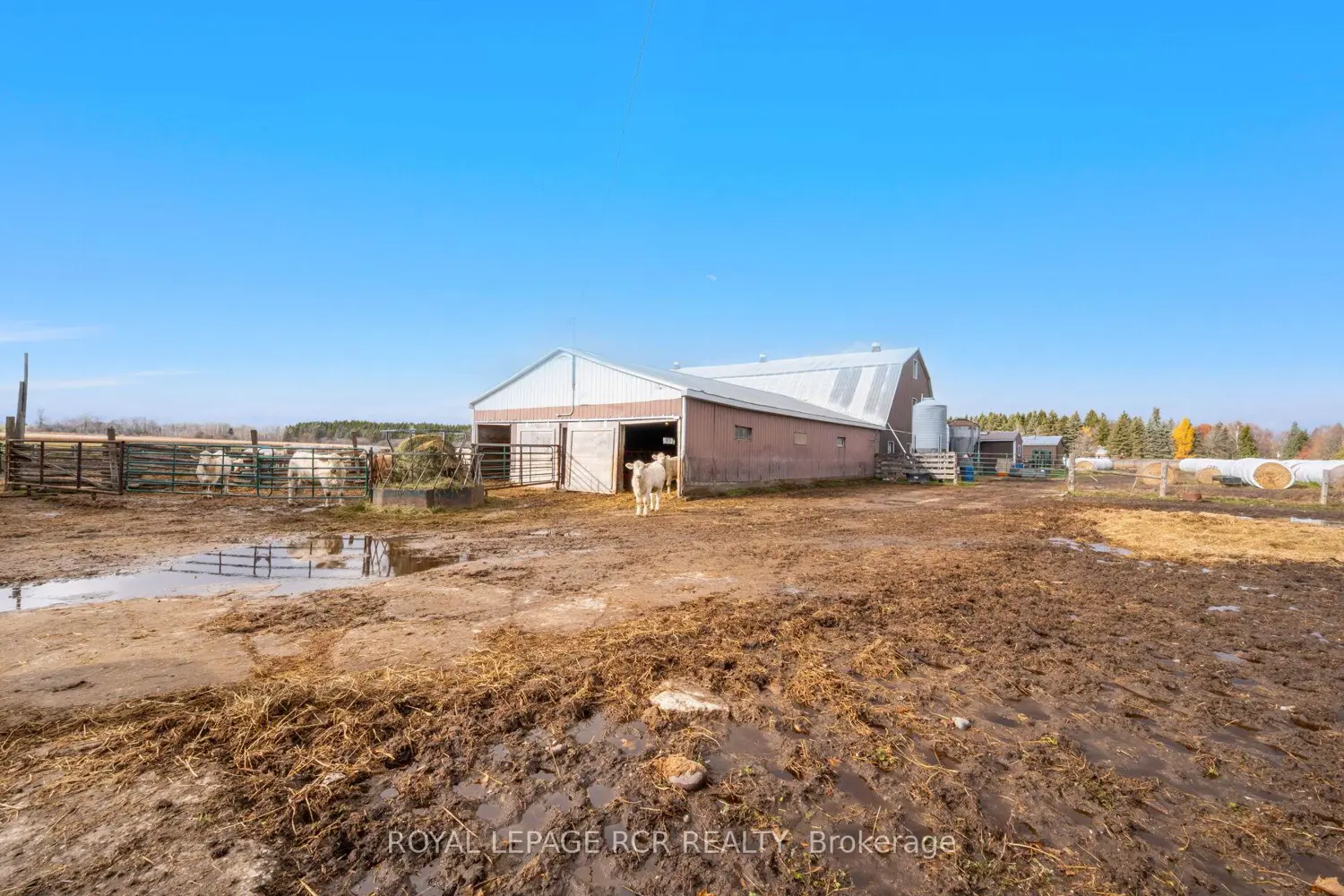 Additional image 16 of 553456 Mono Amaranth Townline