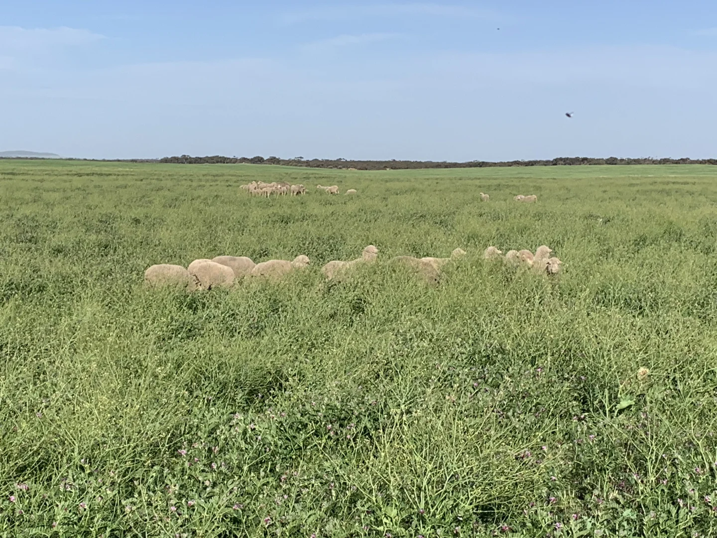 Additional image 3 of 9723 Tod Highway, Lock SA 5633