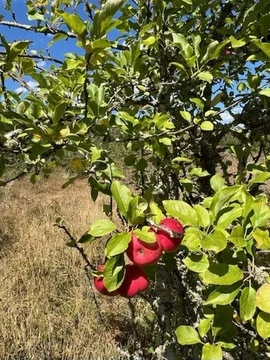 138 Hogans Lane, Musk Vale VIC 3461