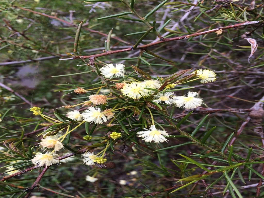 Additional image 42 of 3378 Mid Western Highway, Grenfell NSW 2810