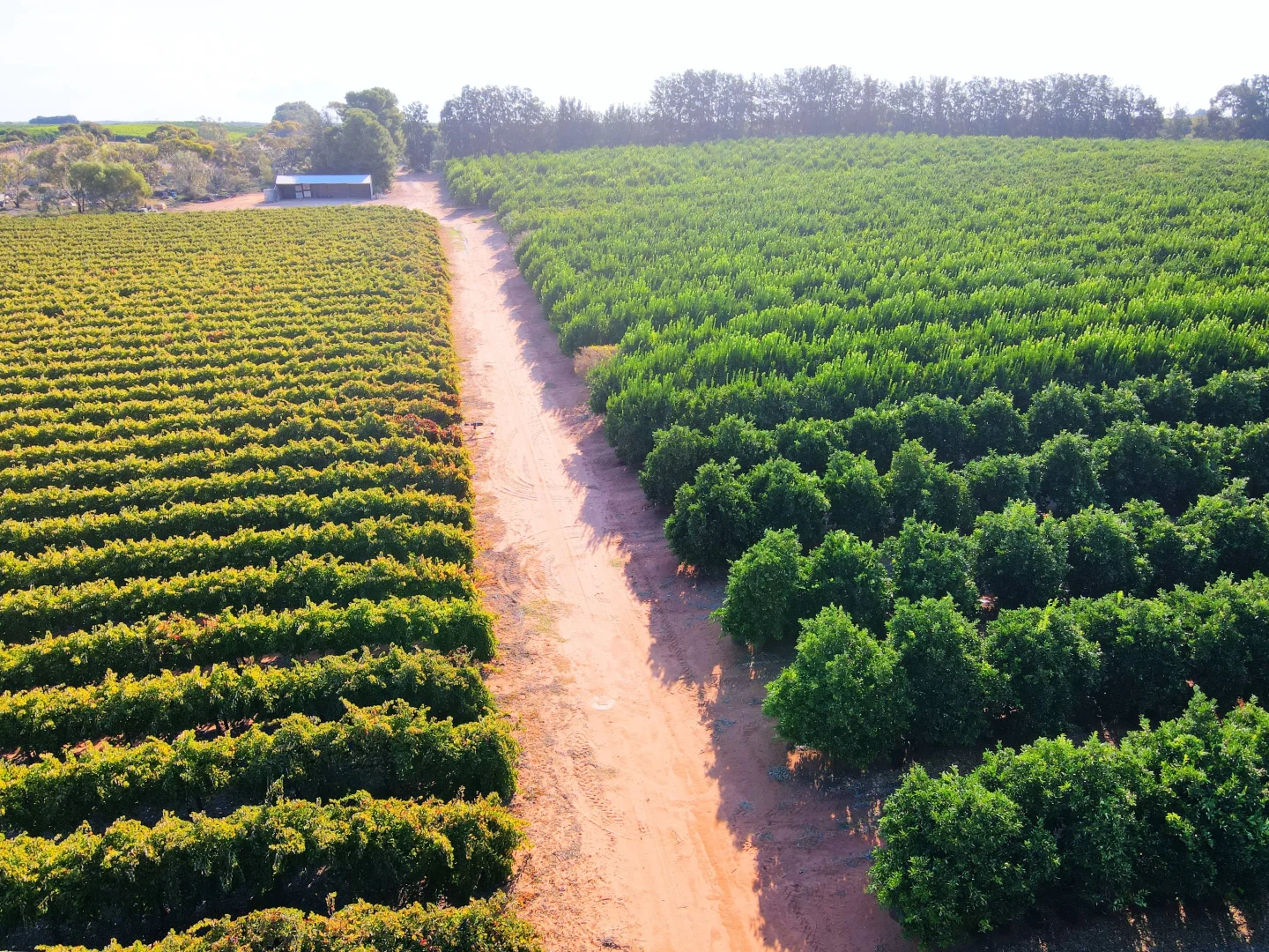 Additional image 6 of Lot 1 & 2 Government Road, Renmark SA 5341