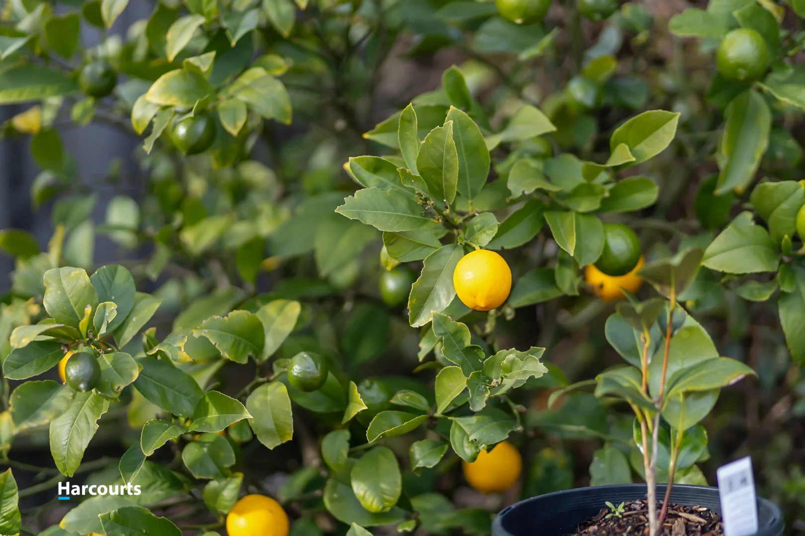 Additional image 32 of 6 Bonnies Way, Port Huon TAS 7116