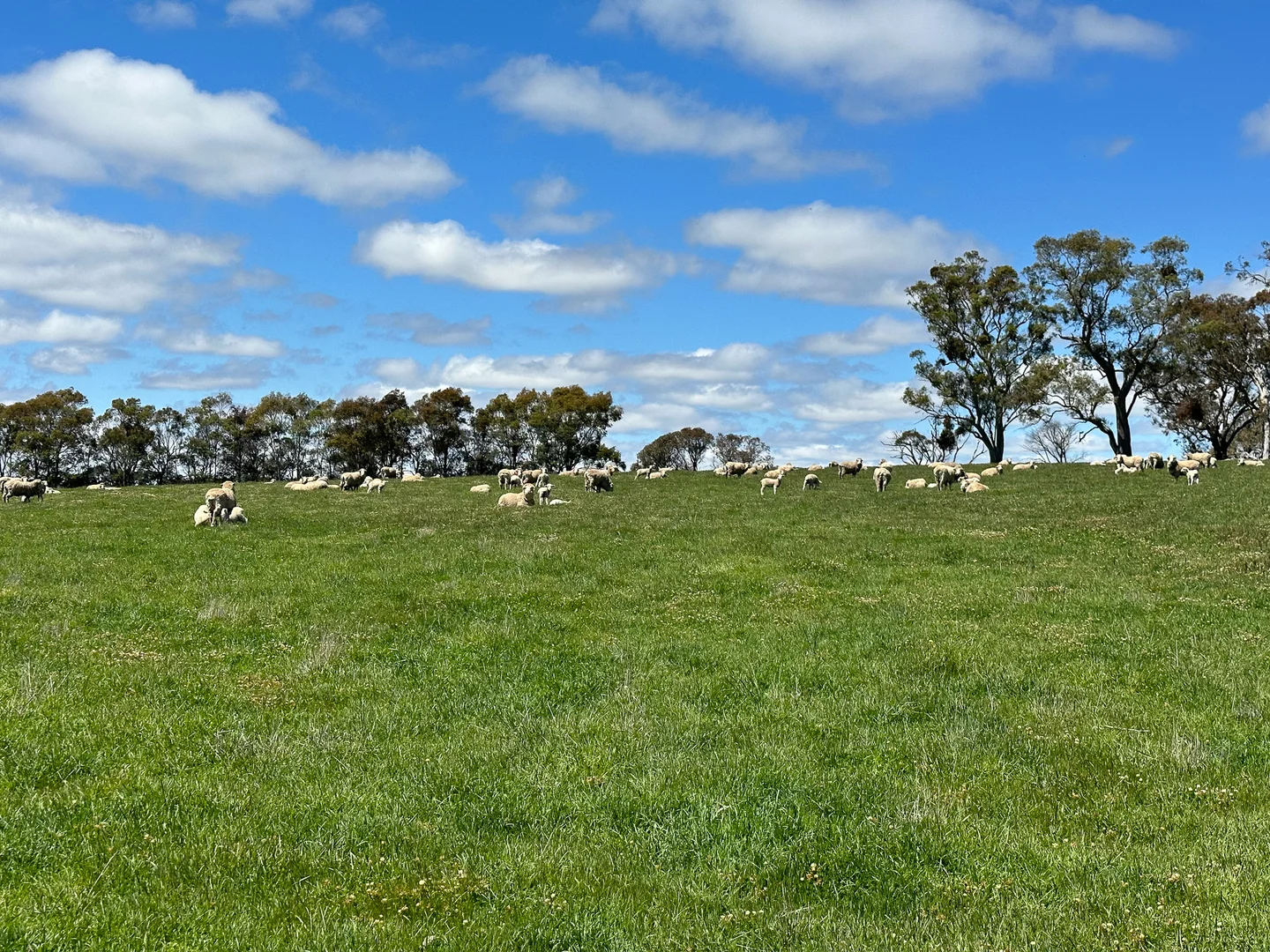 Additional image 28 of Gurrundah Road, Gunning NSW 2581