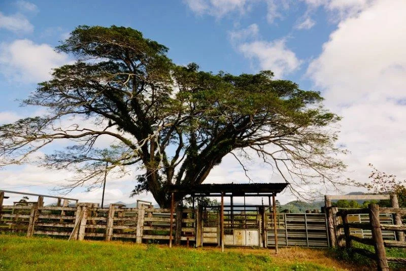 Additional image 2 of 1297 Mossman-Mount Molloy Road, Julatten QLD 4871