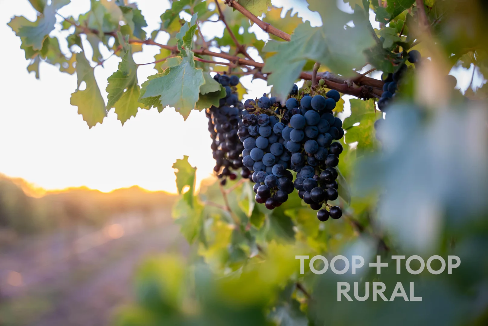 Additional image 14 of 365 Murraylands Road, Morgan SA 5320