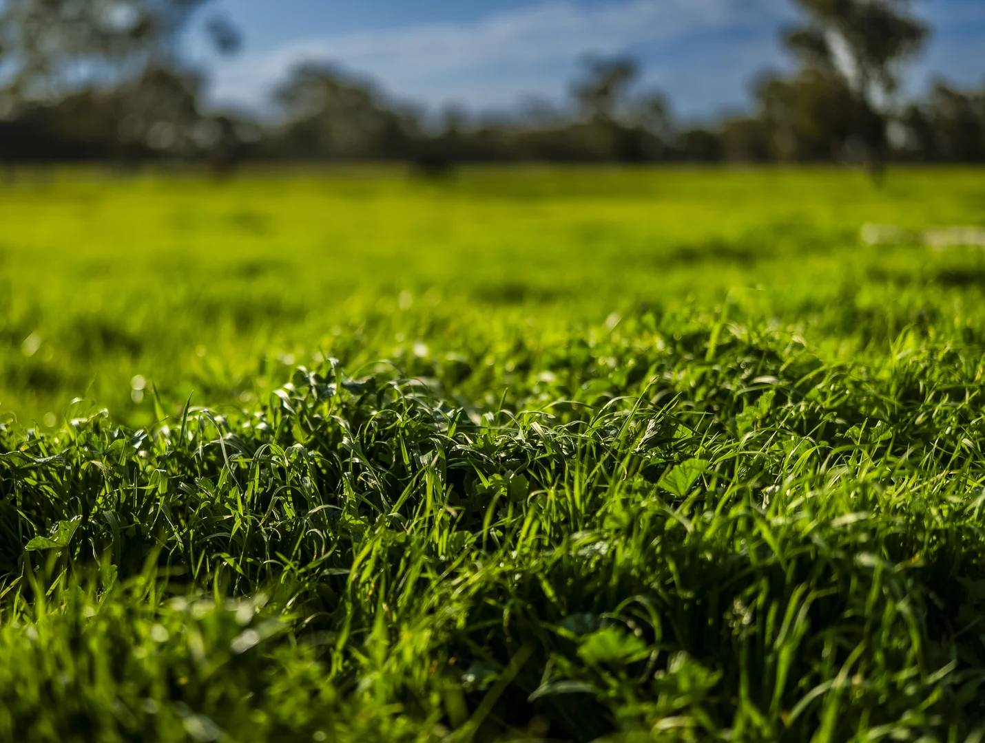 Additional image 15 of 325 Maranoa Downs Road, Stewart Range SA 5271