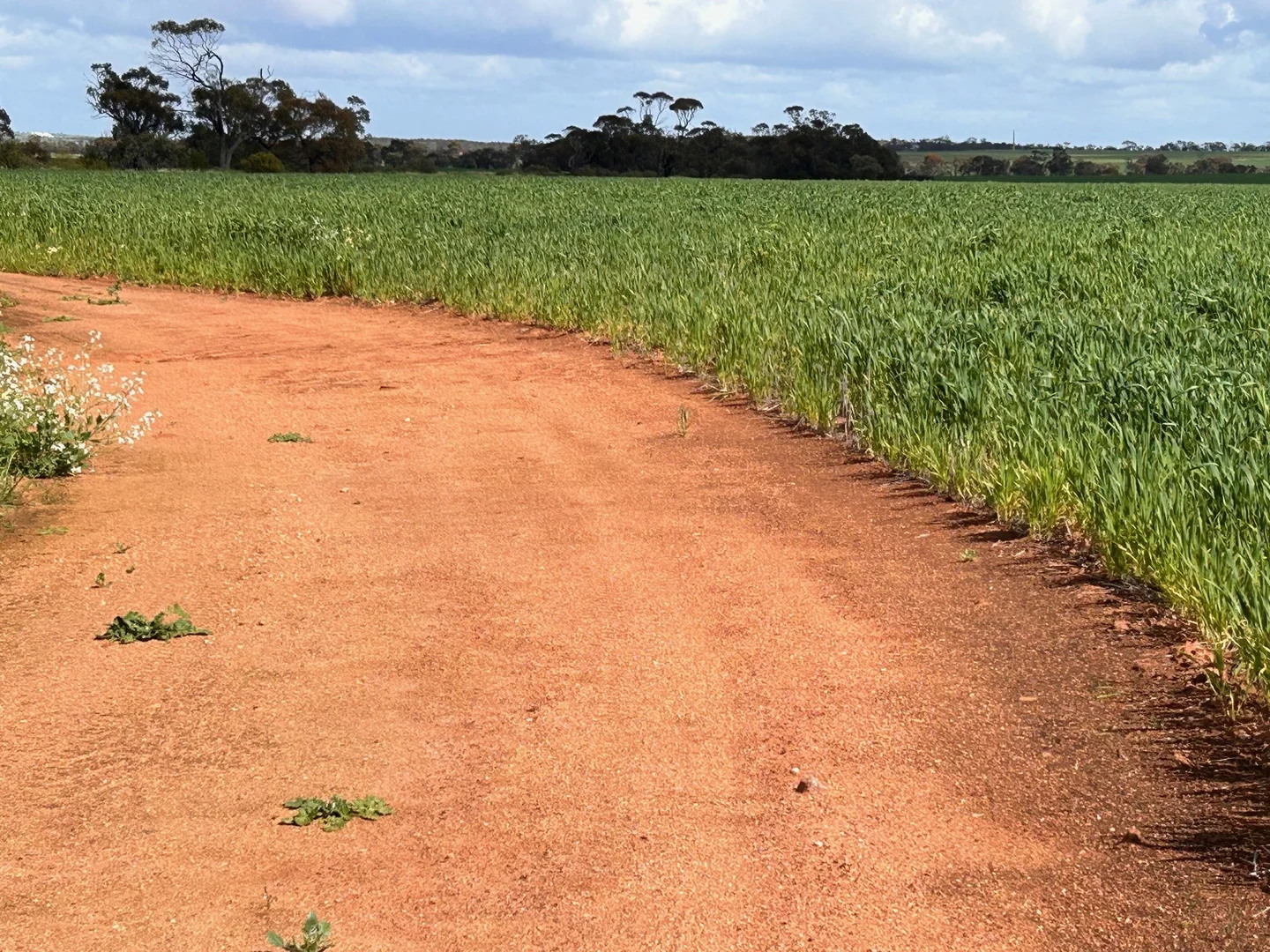 Additional image 3 of Lot 801 Carnamah - Perenjori Road, Carnamah WA 6517