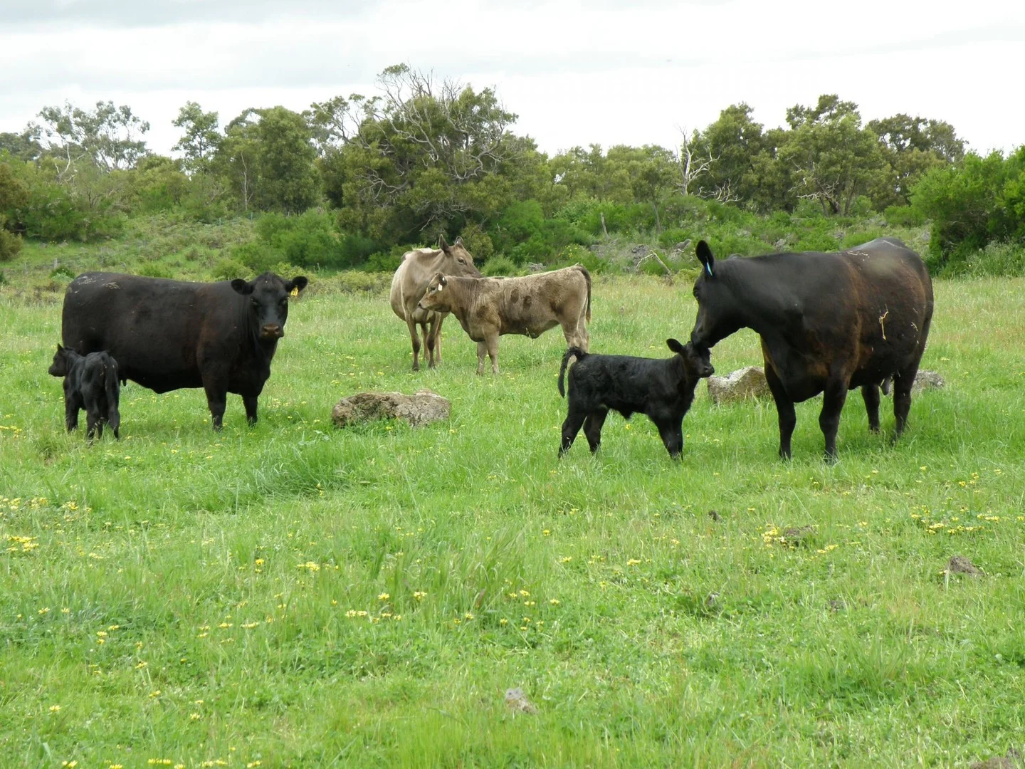 Additional image 8 of 220 Harlocks Road, Pomborneit North VIC 3260