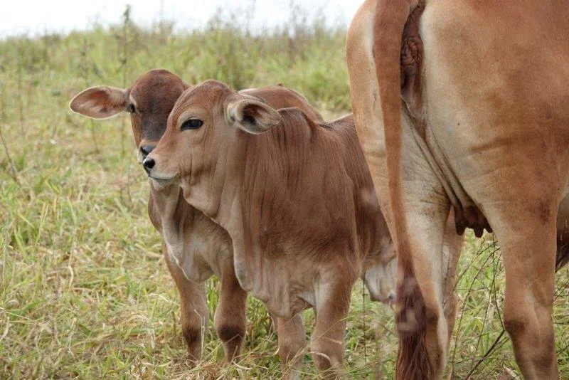 Additional image 9 of 1297 Mossman-Mount Molloy Road, Julatten QLD 4871