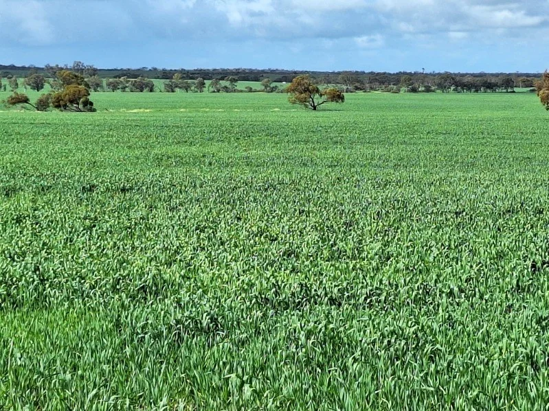 Additional image 10 of Lot 801 Carnamah - Perenjori Road, Carnamah WA 6517