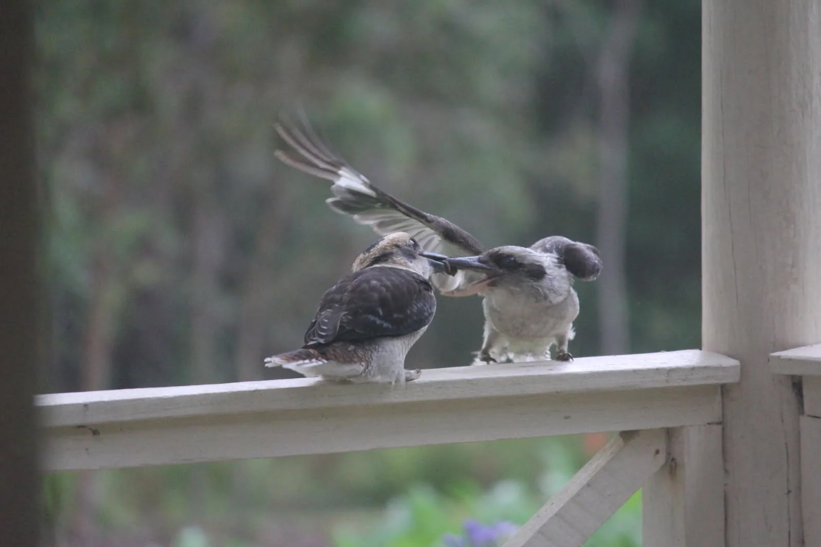 Additional image 29 of 1348C Old Princes Highway, Brooman NSW 2538