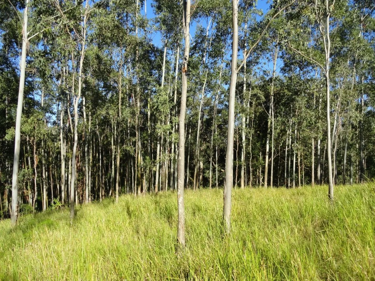 Additional image 16 of 1810 Afterlee Rd, Kyogle NSW 2474