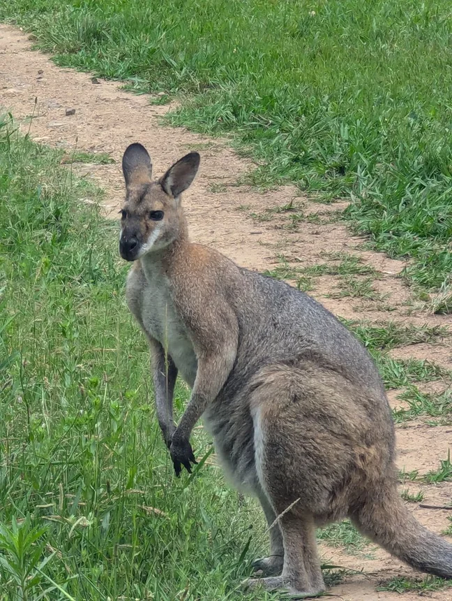 Additional image 32 of 56 Bakers Oven Lane, Laguna NSW 2325