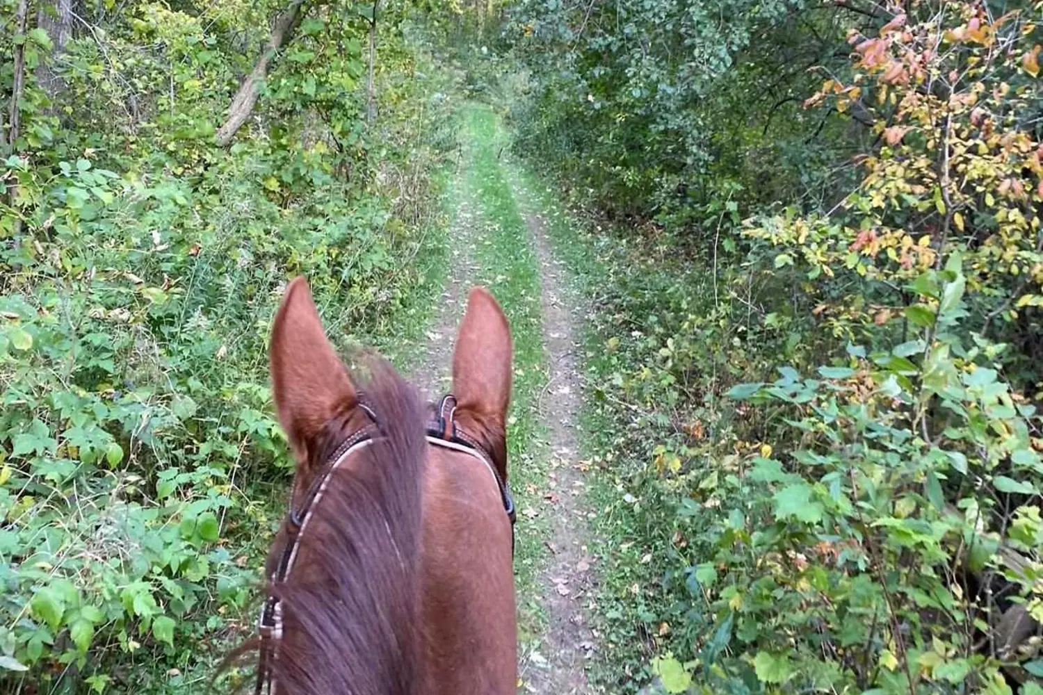 Additional image 20 of 89482 Belmore Line