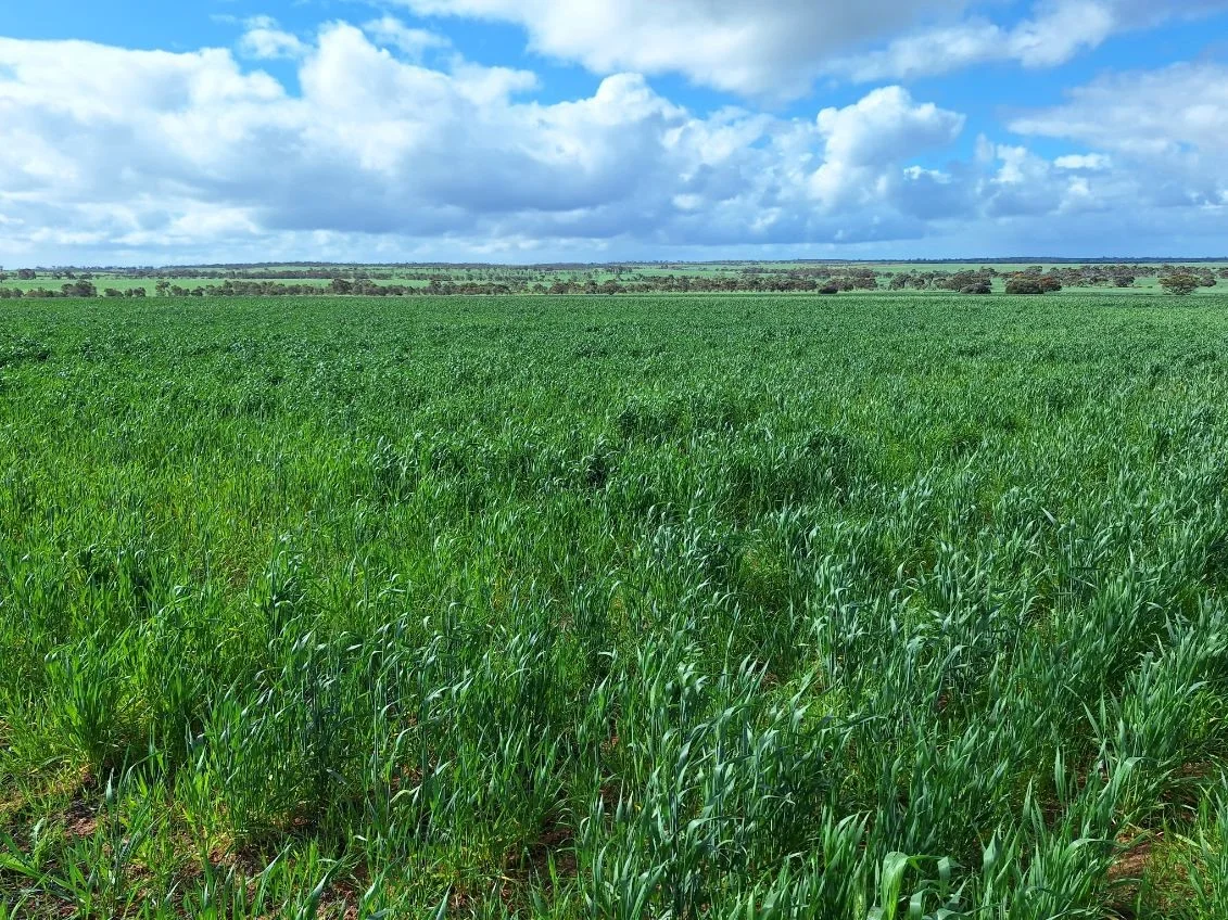 Additional image 11 of Lot 801 Carnamah - Perenjori Road, Carnamah WA 6517