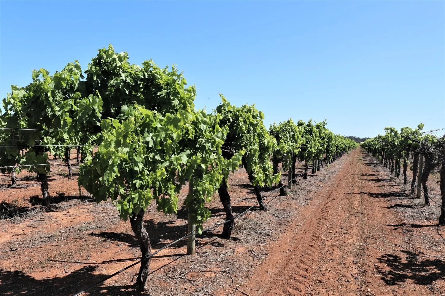 Additional image 7 of 2756 Tapalin Mail Road, Euston NSW 2737