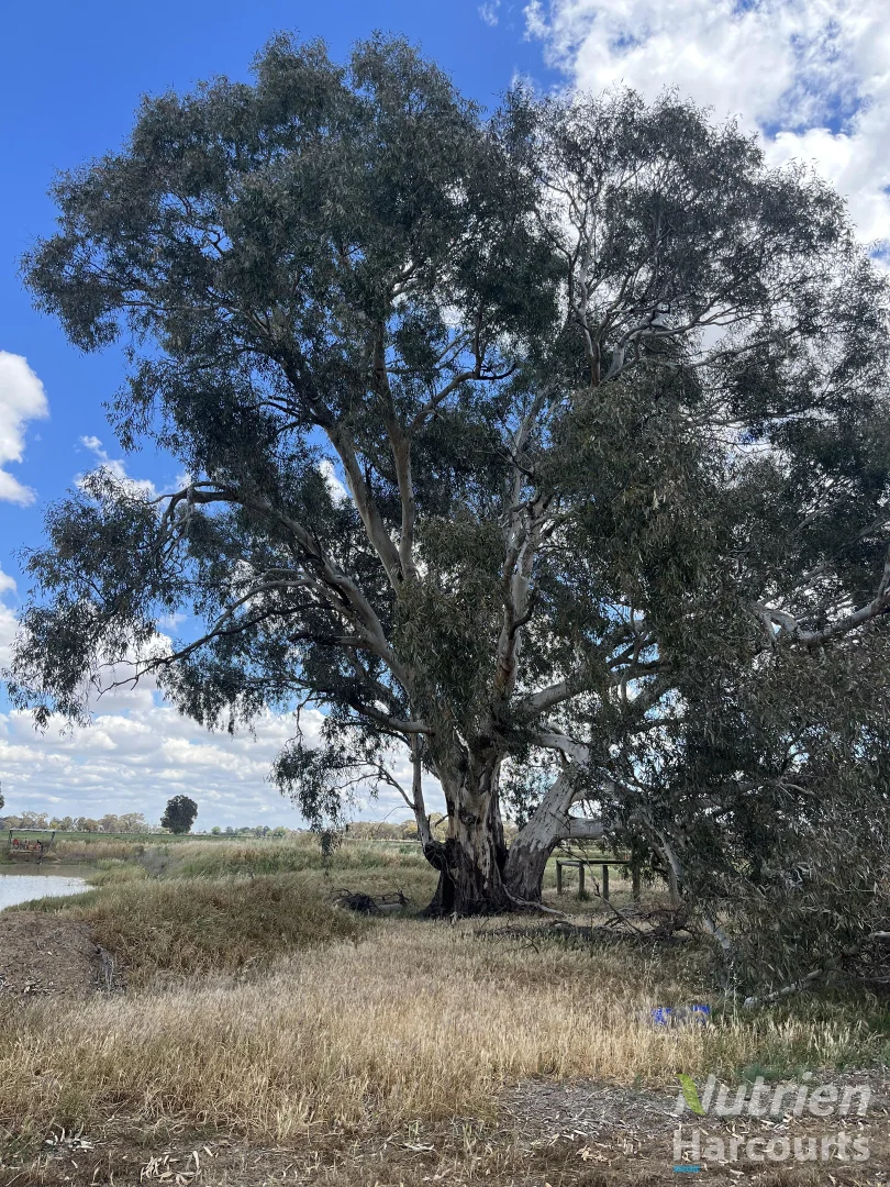 Additional image 14 of . Echuca Nanneella Road, Nanneella VIC 3561