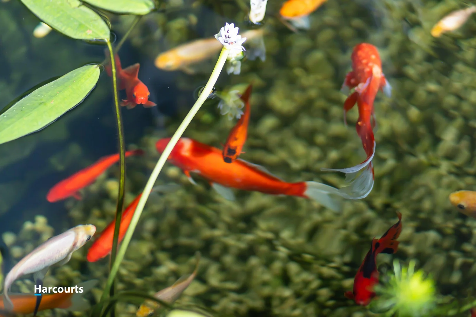 Additional image 22 of 6 Bonnies Way, Port Huon TAS 7116