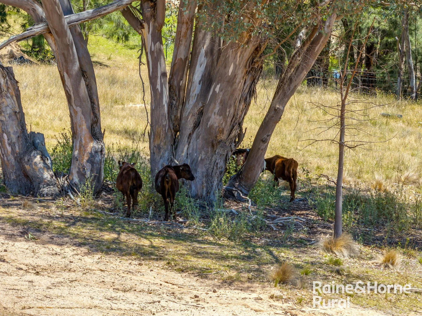 Additional image 27 of 1109 Foggs Crossing Road, Bigga NSW 2583