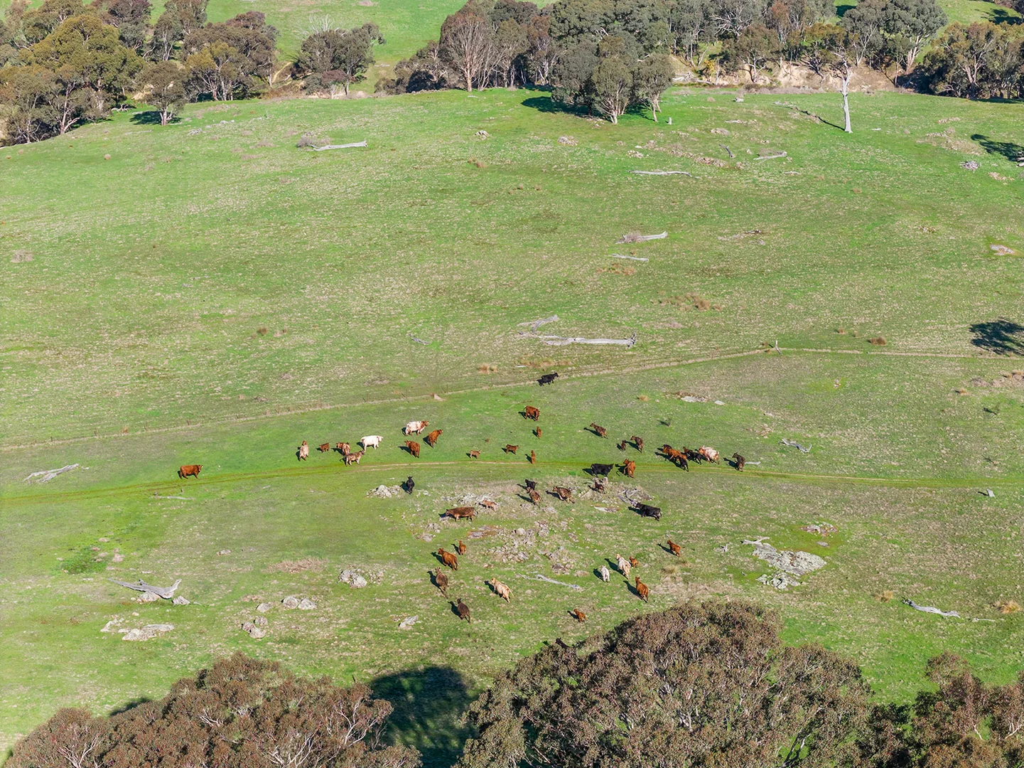 Additional image 24 of 1432 Lachlan Valley Way, Laverstock NSW 2582
