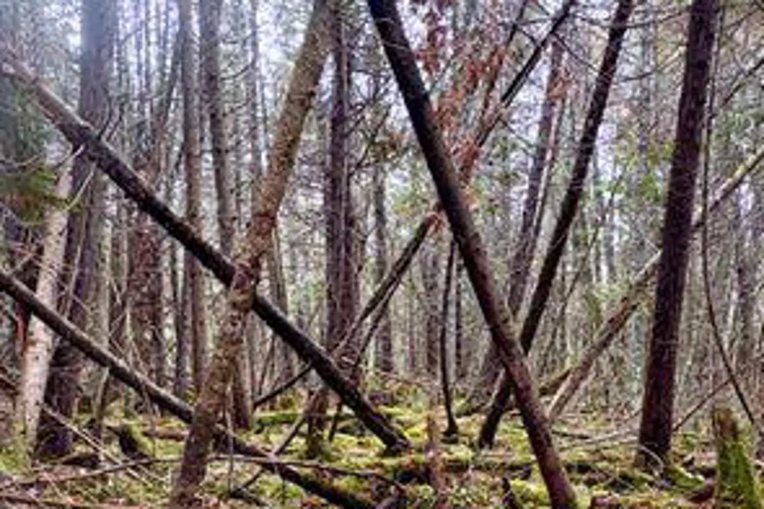 0 Myers Cave Road photo 5