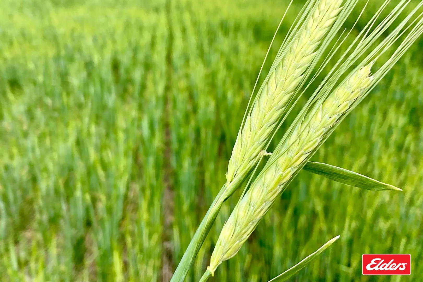 Additional image 2 of Bridgewater-Maldon Road, Laanecoorie VIC 3463