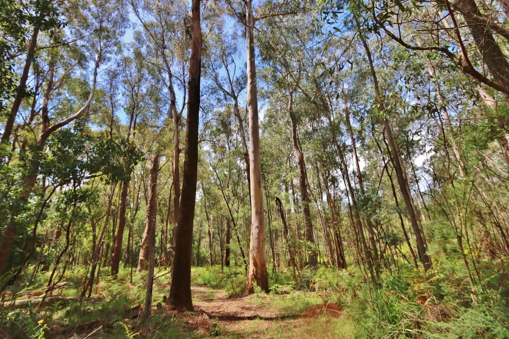 Additional image 11 of 2844 Mt Darragh Road, Wyndham NSW 2550