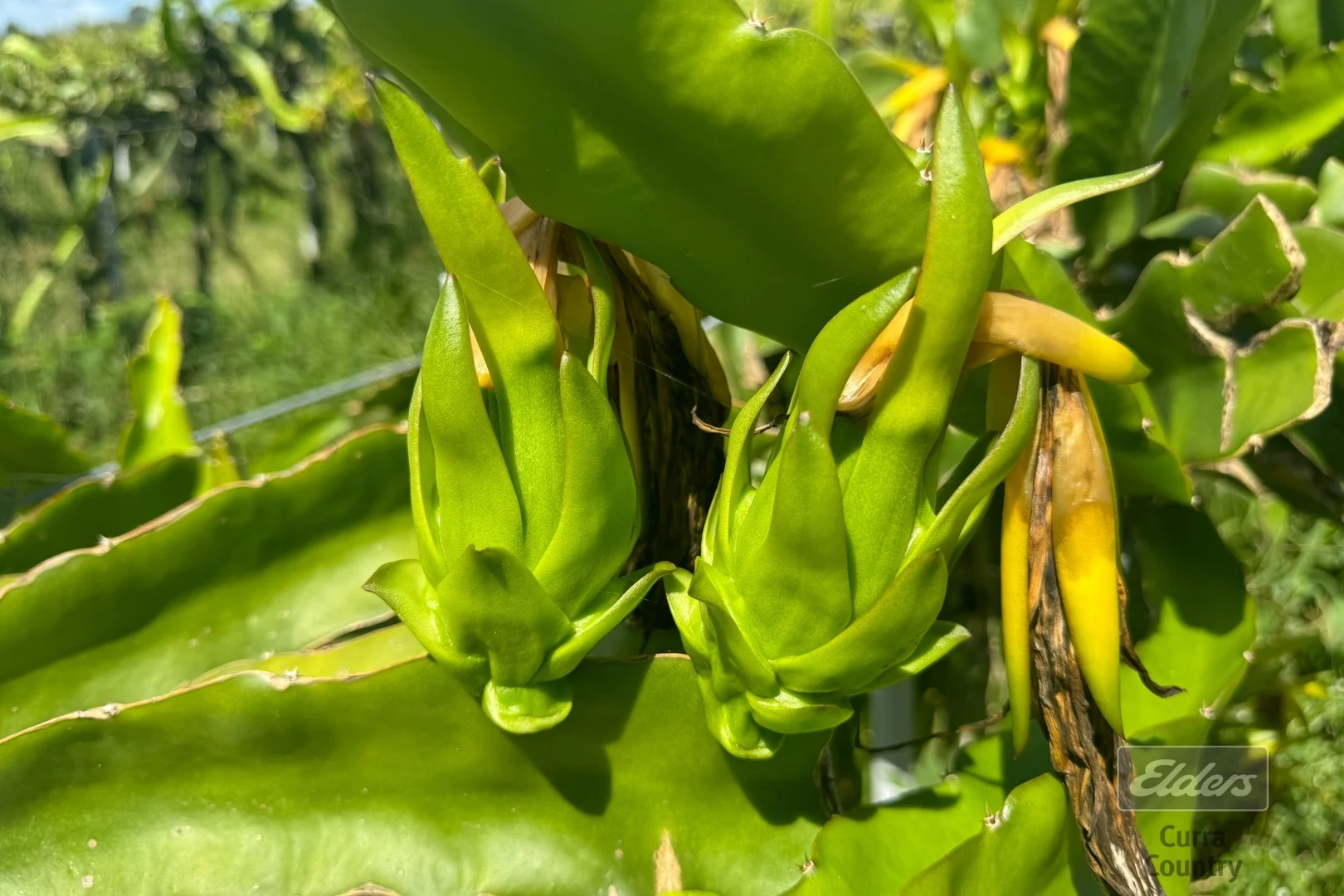 Additional image 10 of 288 Blowers Road, Munna Creek QLD 4570