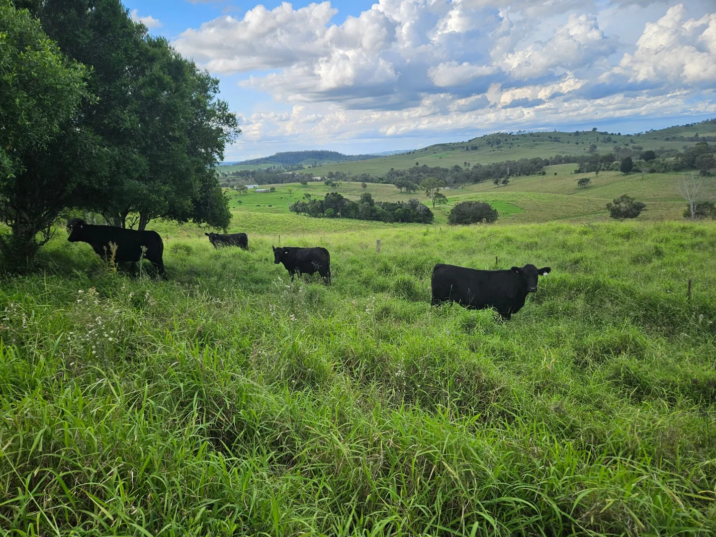 Additional image 29 of 59 Thornville Range Road, Thornville QLD 4352