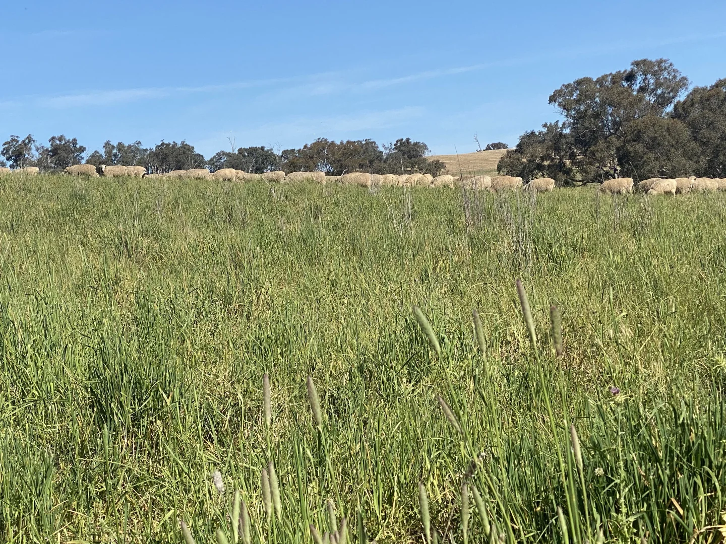 Additional image 17 of 1 Tremains Lane, Toogong NSW 2864