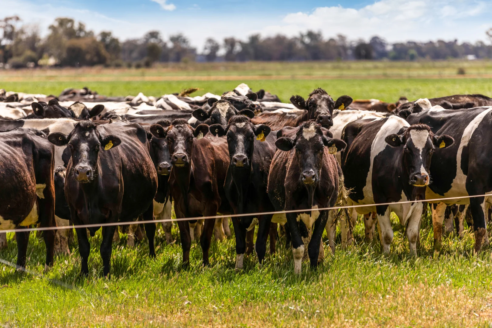 Additional image 7 of 2217 Henderson Road, Girgarre VIC 3624