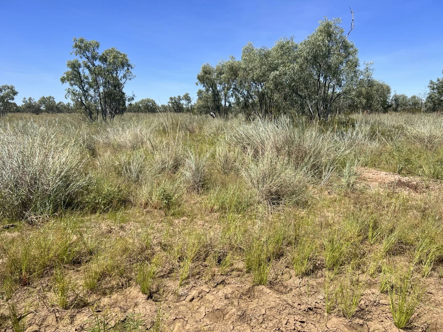 Additional image 18 of Benmara Station, Creswell NT 0852