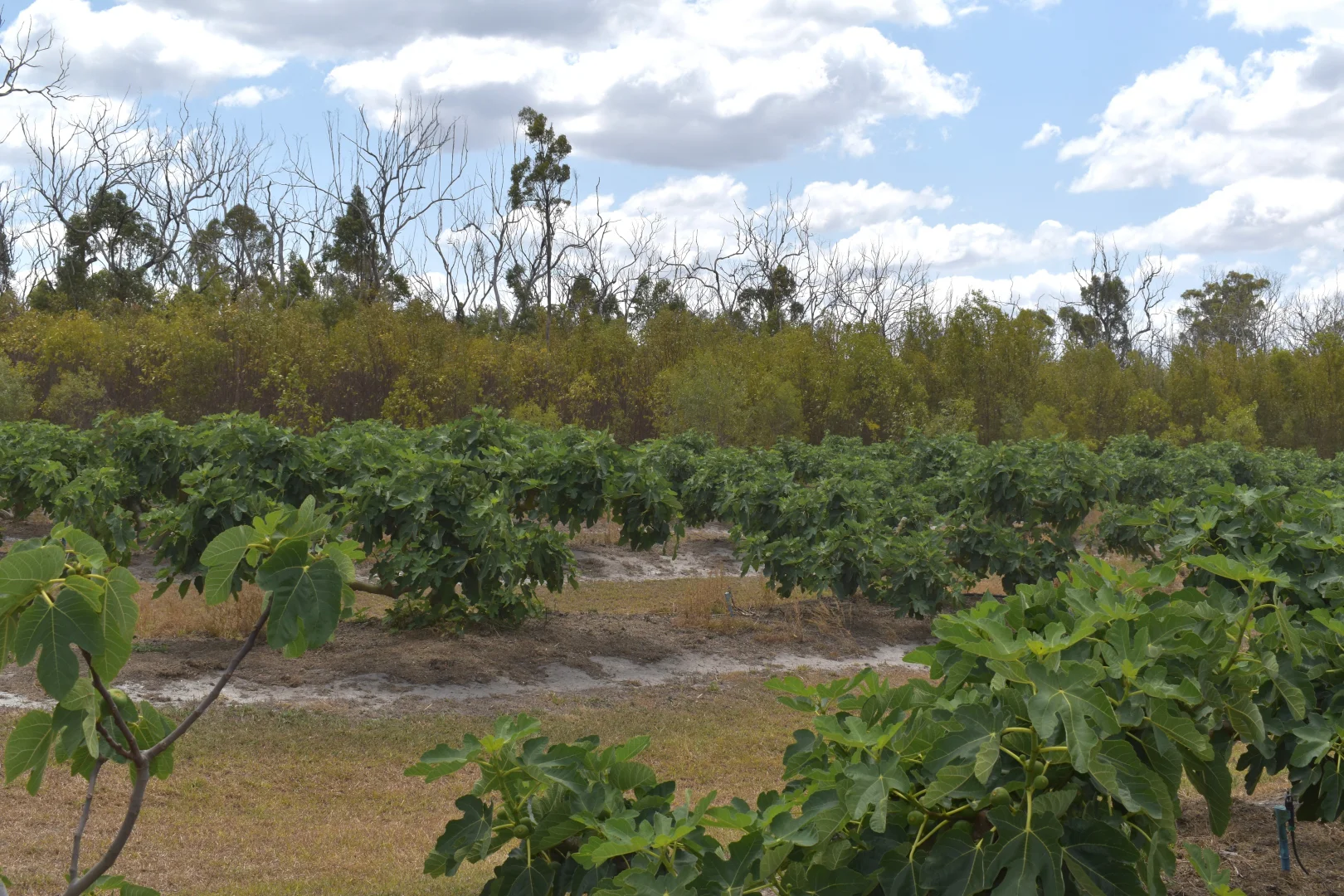 Additional image 8 of 135 Newlands Road, North Gregory QLD 4660