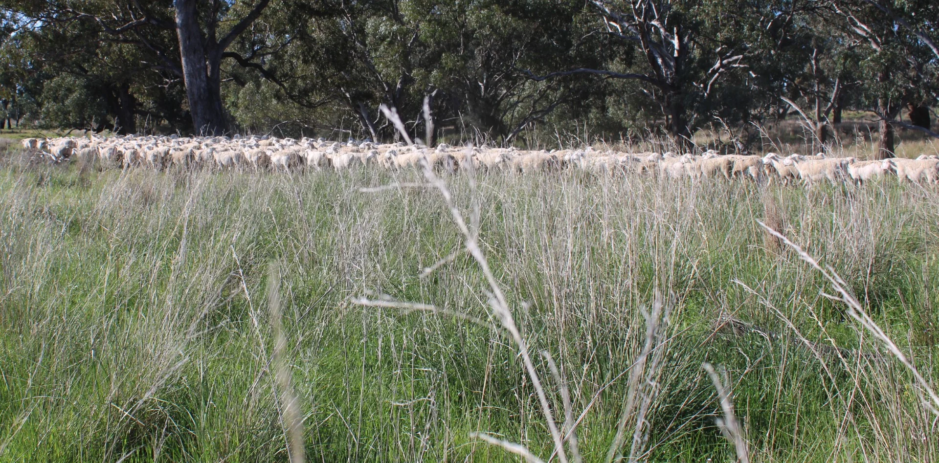 Additional image 25 of 362 Morangarell Road, West Wyalong NSW 2671