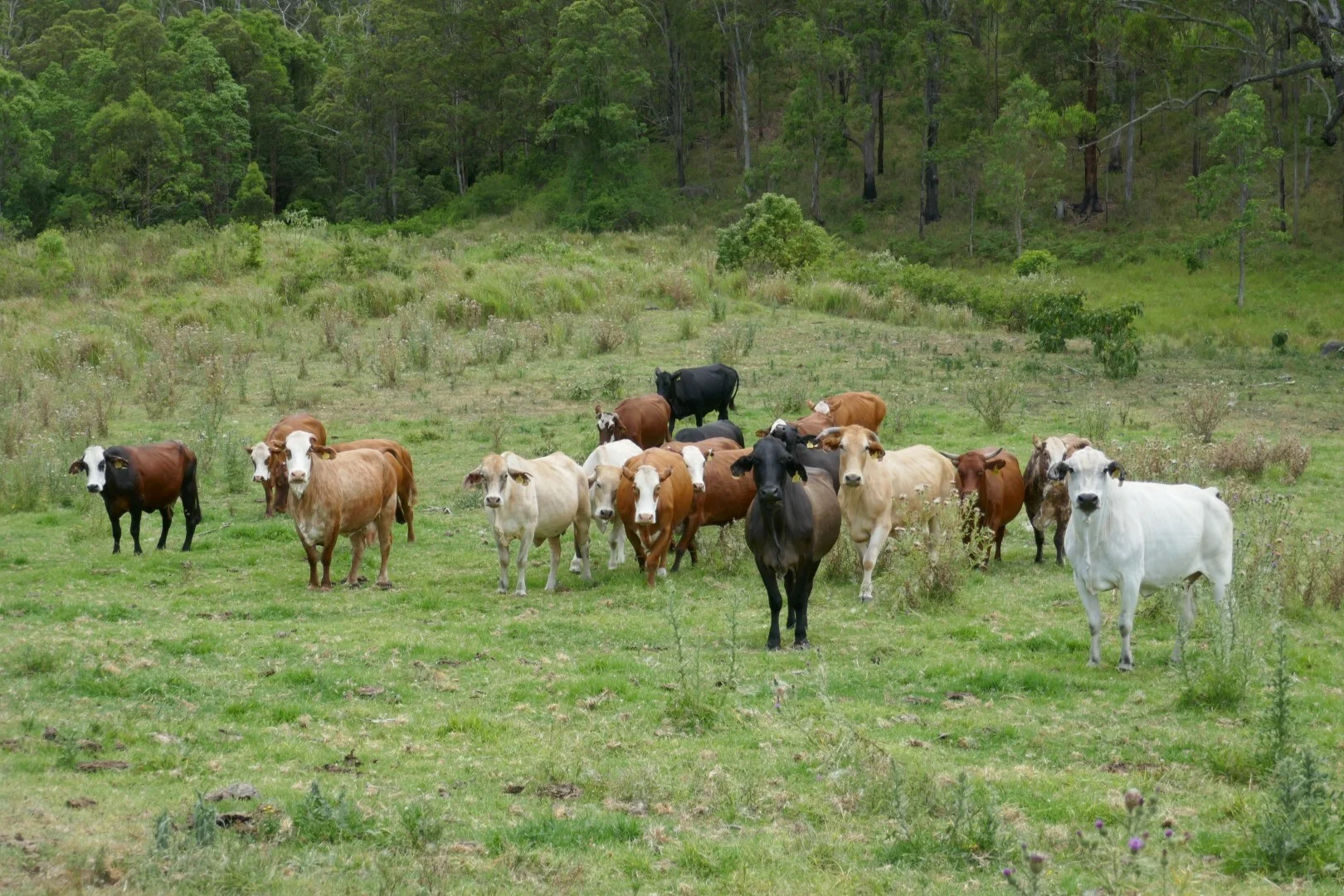 Additional image 4 of 1810 Afterlee Rd, Kyogle NSW 2474