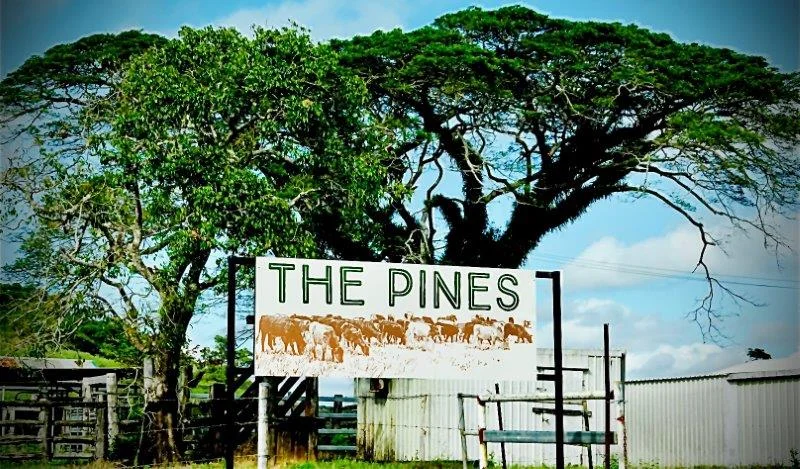 1297 Mossman-Mount Molloy Road, Julatten QLD 4871