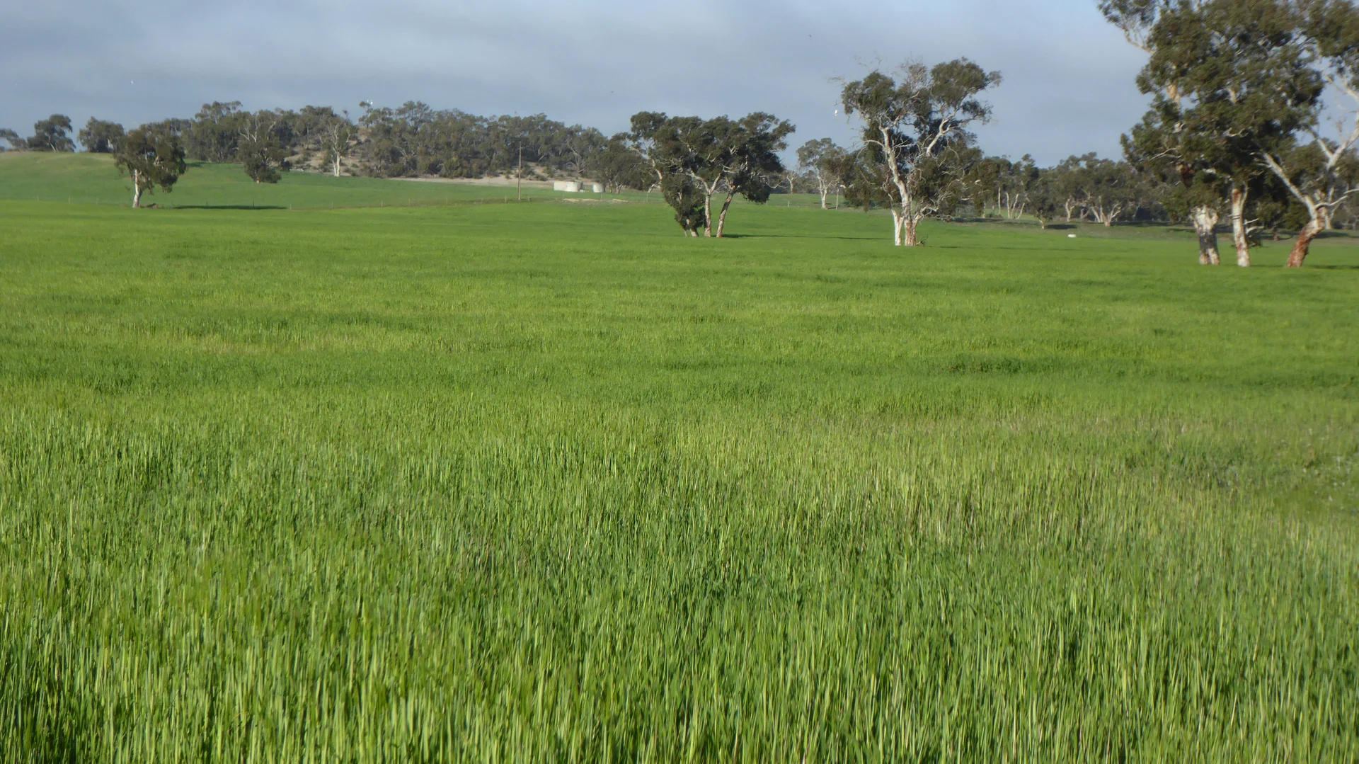 Additional image 7 of "Wyruna" 2989 Naracoorte Road, Western Flat SA 5268