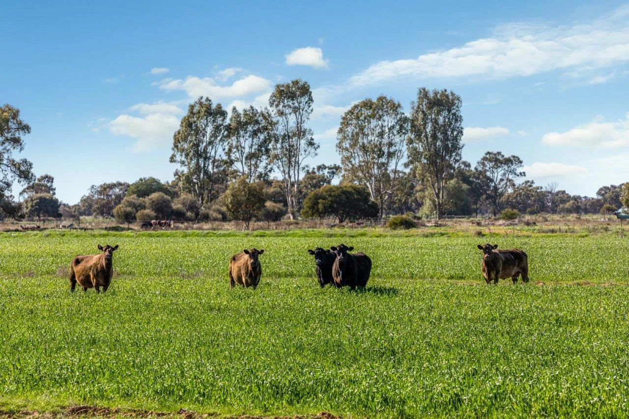 Additional image 12 of 495 Burraboi Road, Barham NSW 2732