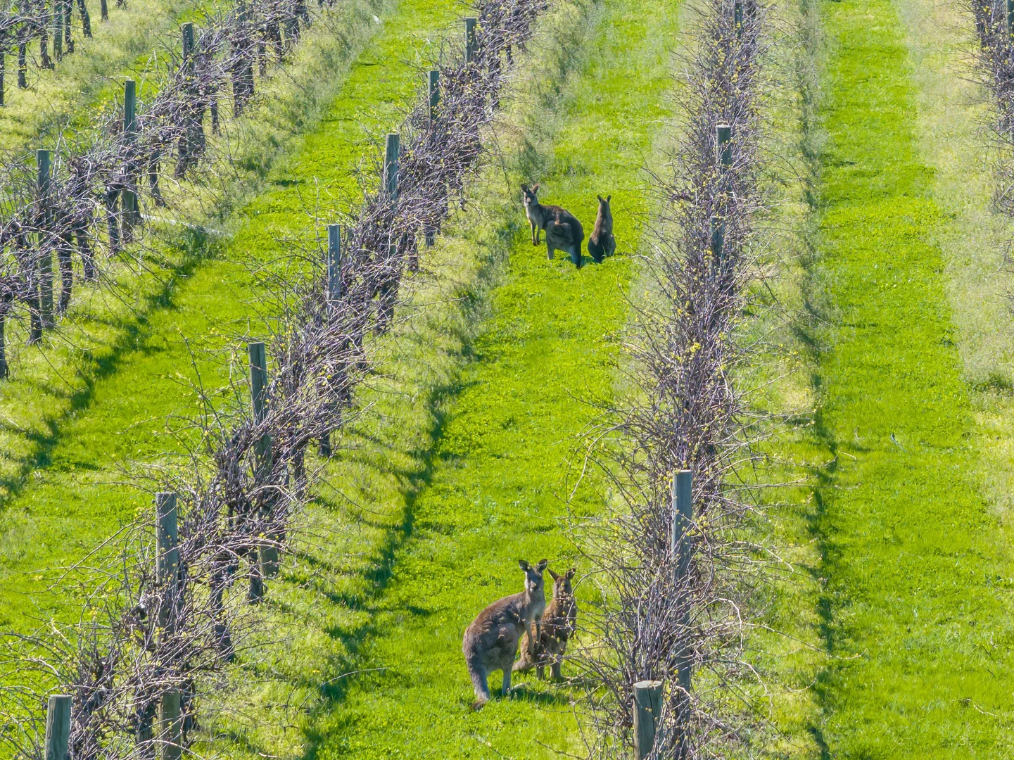 Additional image 2 of 106 Anderson Lane, Cowra NSW 2794