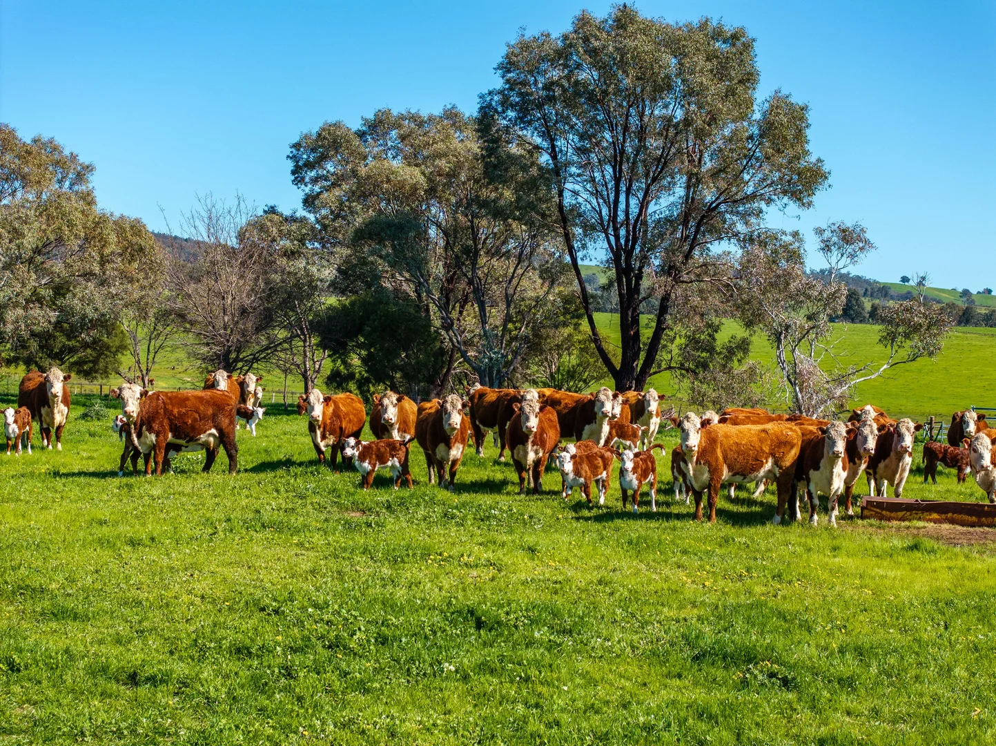 Additional image 2 of 25 Wrigleys Road, Big Springs NSW 2650