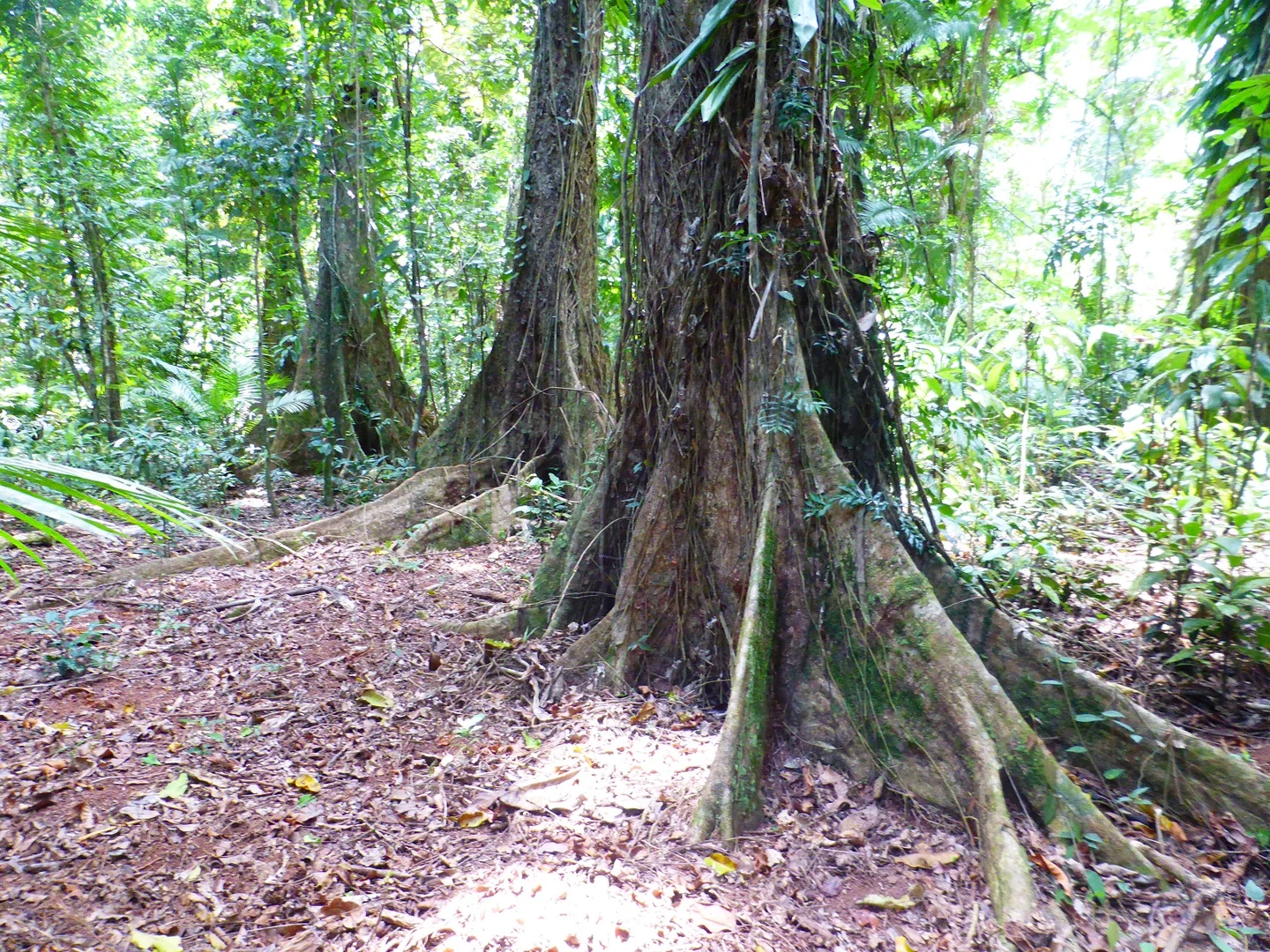 Additional image 20 of 9 Maple Road, Daintree QLD 4873