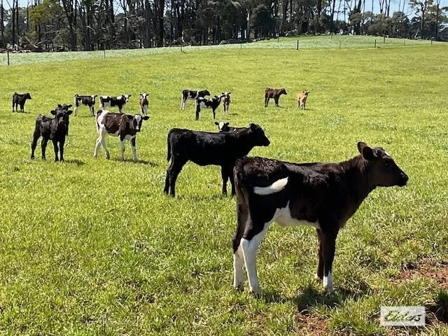 Additional image 2 of Dawkins Road, Lileah TAS 7330