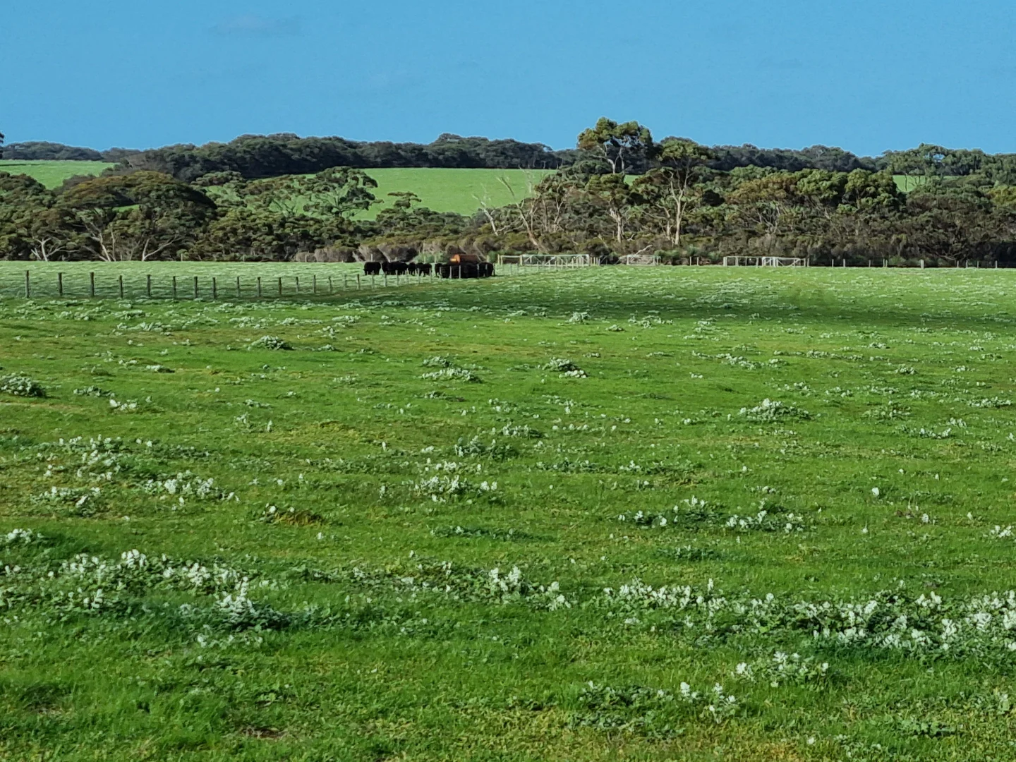 Additional image 20 of 958 Crabbs Road, Newland SA 5223