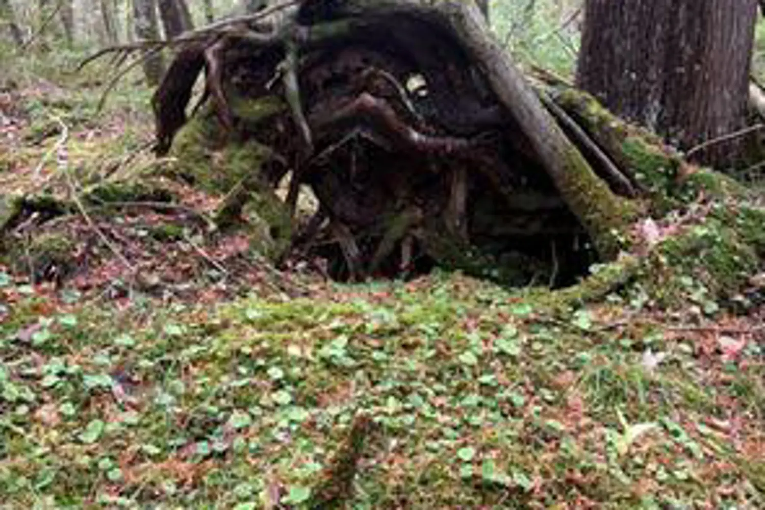 0 Myers Cave Road photo 3