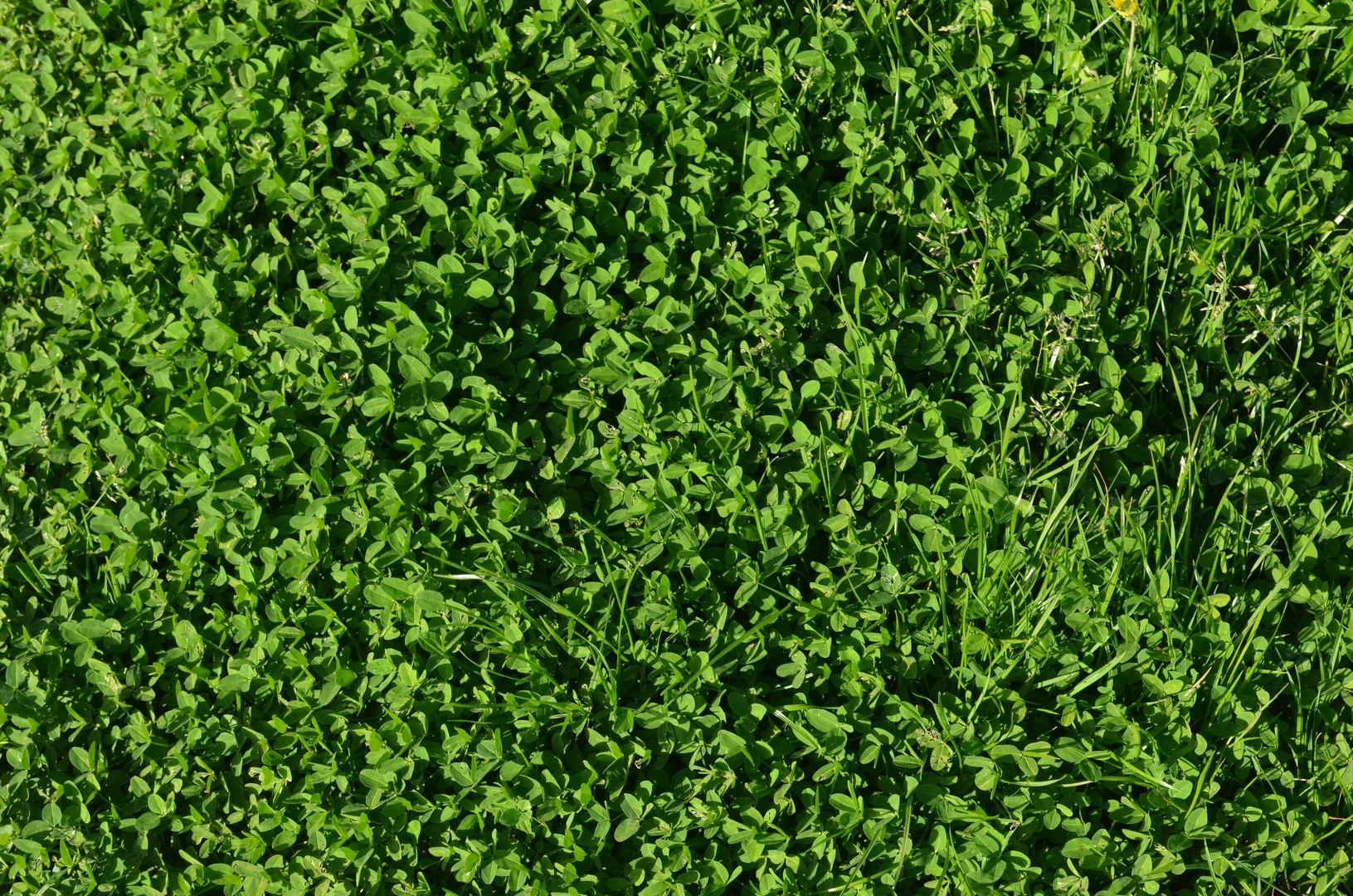 Additional image 5 of Lot 2 & 32 Southern Ports Highway, Robe SA 5276