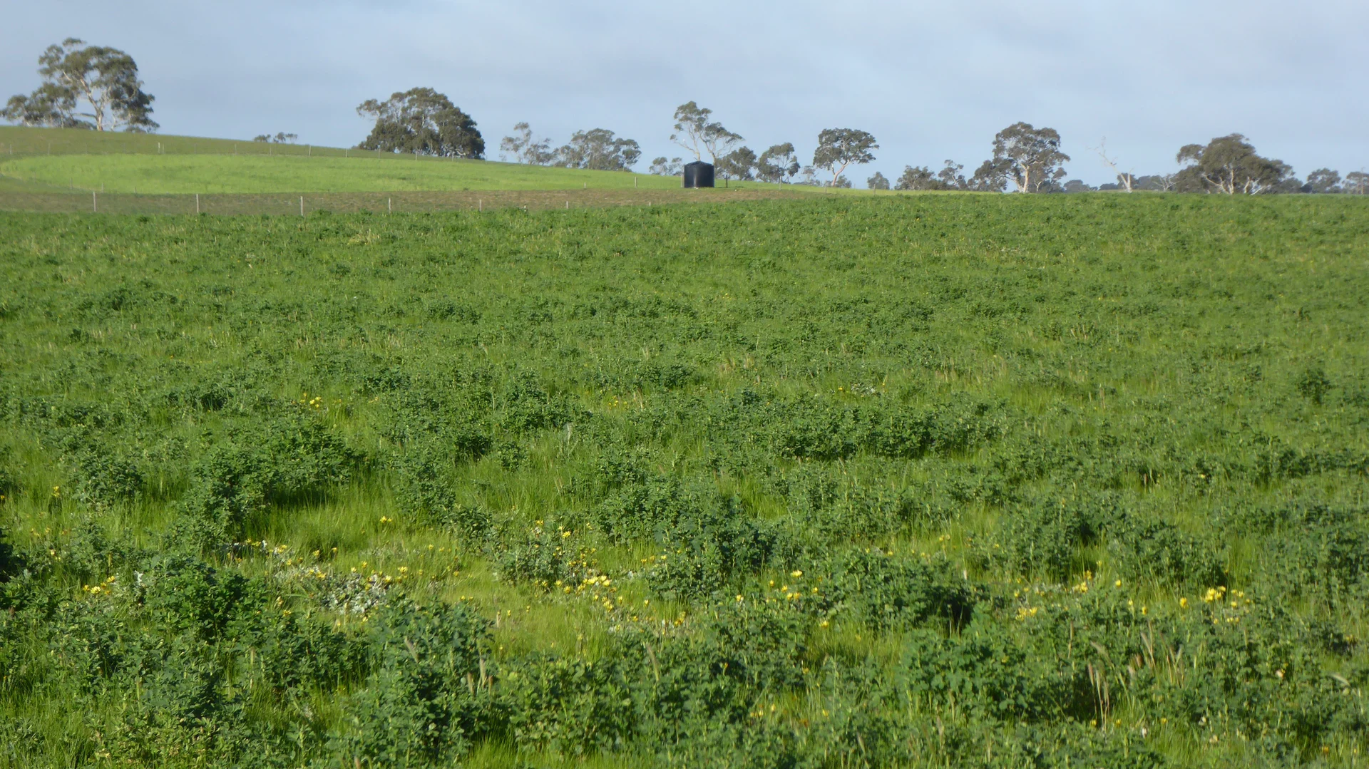 Additional image 8 of "Wyruna" 2989 Naracoorte Road, Western Flat SA 5268