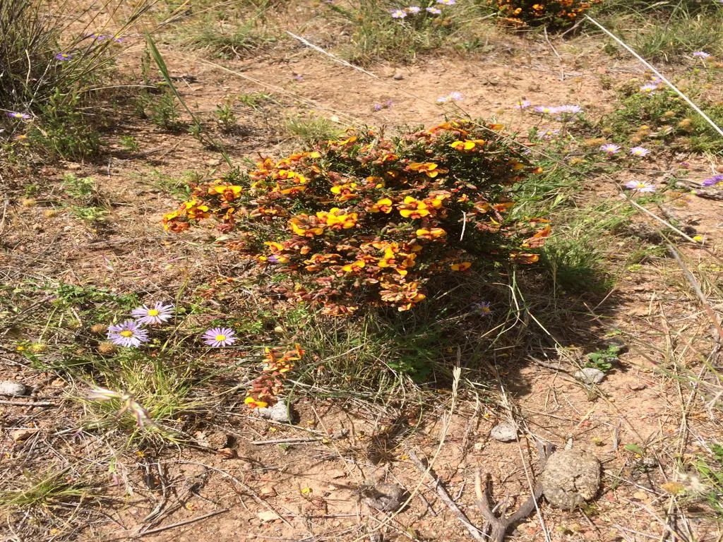 Additional image 43 of 3378 Mid Western Highway, Grenfell NSW 2810