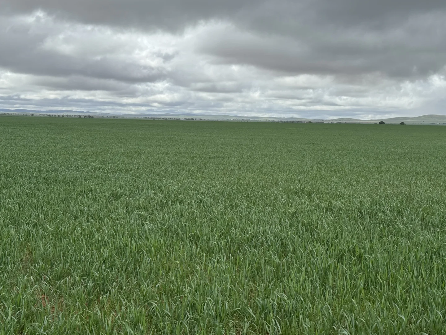 Additional image 16 of 434 Schmidt Road, Willowie SA 5431