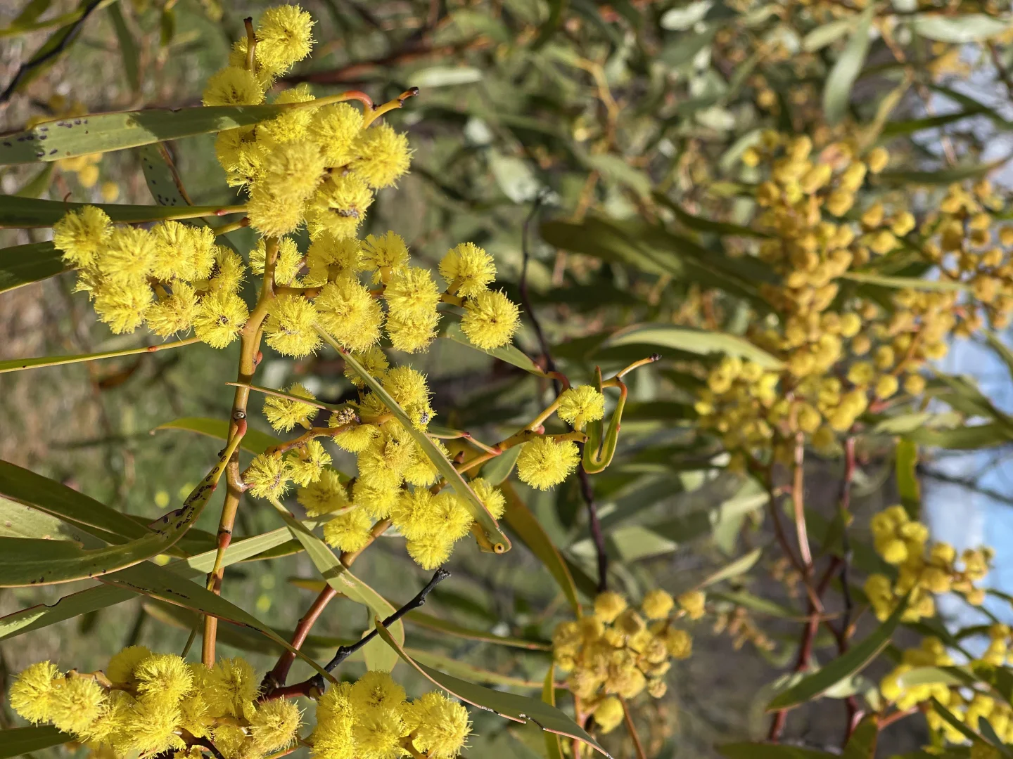 Additional image 4 of 6803 Calder Highway, Wedderburn VIC 3518